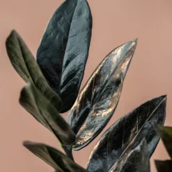 Zamioculcas Zamiifolia Raven ('Dowon') (PBR) -Deals Green4Ever Store pl2000028845 card3 lg