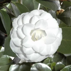 Camellia Japonica 'Nuccio's Gem' -Deals Green4Ever Store pl2000029141 card2 lg