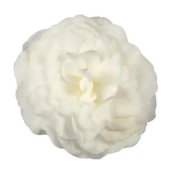 Camellia Japonica 'Nuccio's Gem' -Deals Green4Ever Store pl2000029141 card3 lg