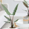 Alocasia Lauterbachiana