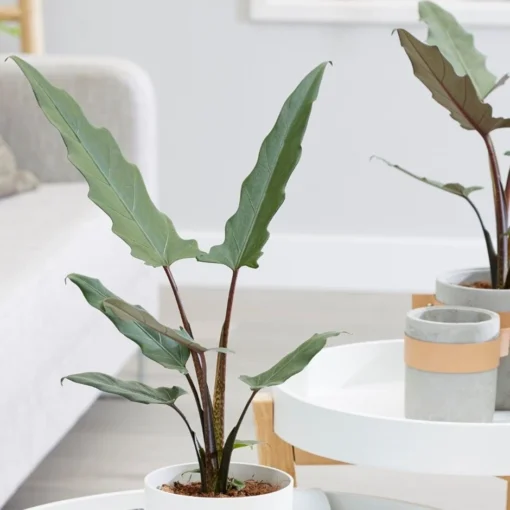 Alocasia Lauterbachiana -Deals Green4Ever Store pl2000030497
