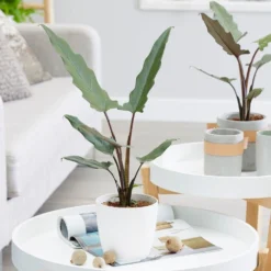 Alocasia Lauterbachiana -Deals Green4Ever Store pl2000030497 card3 lg