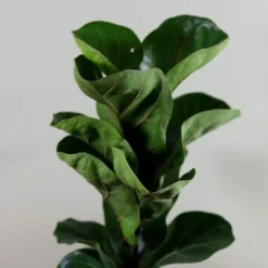 Ficus Lyrata 'Bambino' (PBR) -Deals Green4Ever Store pl2000030498 card4 lg