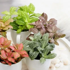 Fittonia Collection 5 Fittonia Collection -Deals Green4Ever Store pl2000030514 card3 lg