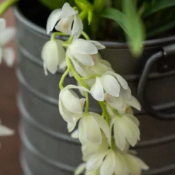 Cymbidium Sarah Jean ('Ice Cascade') -Deals Green4Ever Store pl2000030522 card4 lg