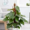 Philodendron Erubescens 'Red Emerald'