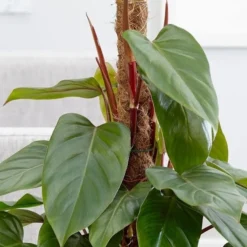 Philodendron Erubescens 'Red Emerald' -Deals Green4Ever Store pl2000030531 card2 lg