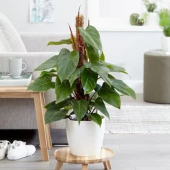 Philodendron Erubescens 'Red Emerald' -Deals Green4Ever Store pl2000030531 card3 lg