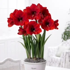 Hippeastrum (Galaxy Group) 'Red Lion'