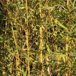 Phyllostachys Aurea -Deals Green4Ever Store pl2000030872 card2 lg