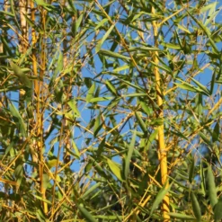 Phyllostachys Aurea -Deals Green4Ever Store pl2000030872 card3 lg