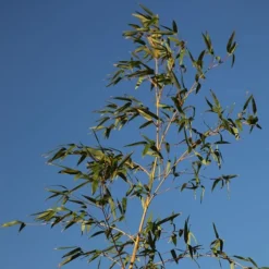 Phyllostachys Aurea -Deals Green4Ever Store pl2000030872 card4 lg