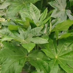 Deals Green4Ever Store -Deals Green4Ever Store pl2000030879 card2 lg