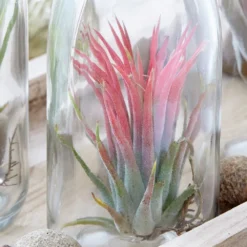 Air Plant In A Glass Bottle 7 Air Plant In A Glass Bottle -Deals Green4Ever Store pl2000031726 card3 lg