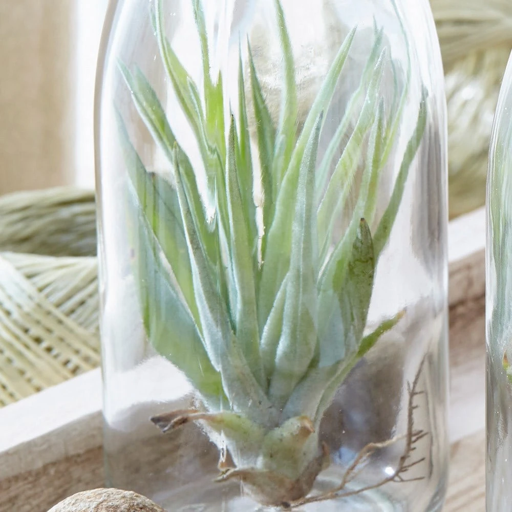 Air Plant In A Glass Bottle 5 Air Plant In A Glass Bottle - Image 5