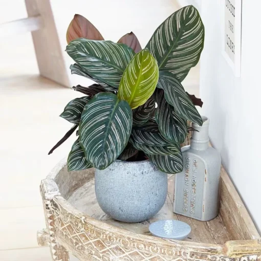 Goeppertia Ornata -Deals Green4Ever Store pl2000031747