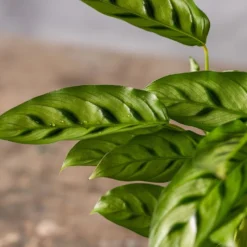 Goeppertia Concinna 7 Goeppertia Concinna -Deals Green4Ever Store pl2000031750 card3 lg