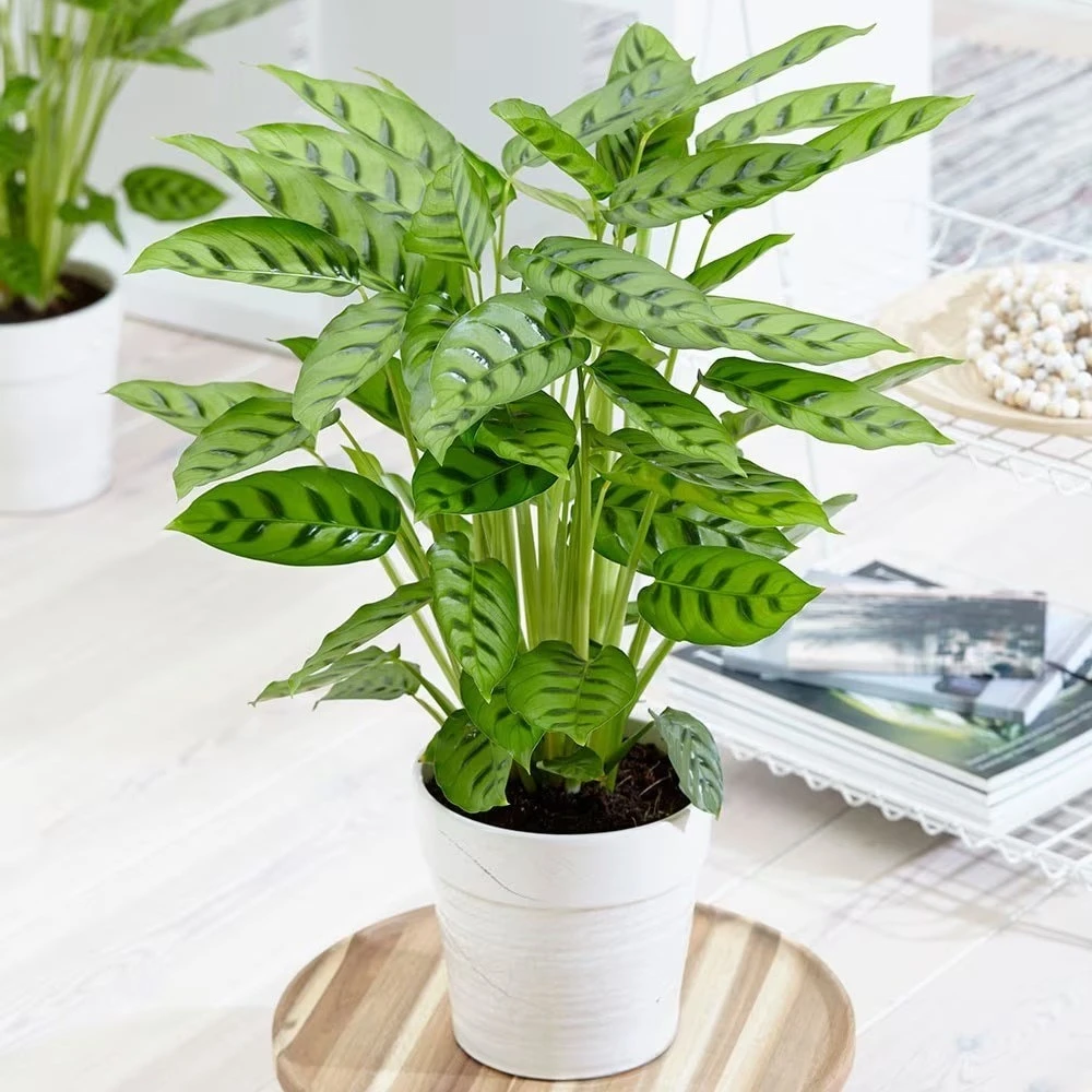 Goeppertia Concinna 5 Goeppertia Concinna - Image 5