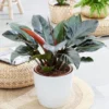 Philodendron 'Imperial Red'