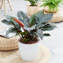 Philodendron 'Imperial Red' -Deals Green4Ever Store pl2000031752 card3 lg