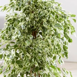 Ficus Benjamina 'Twilight' -Deals Green4Ever Store pl2000031754 card2 lg