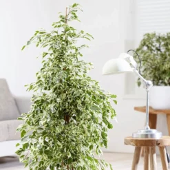 Ficus Benjamina 'Twilight' -Deals Green4Ever Store pl2000031754 card3 lg