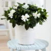 Gardenia Jasminoides