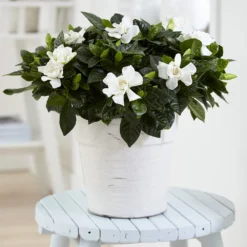 Gardenia Jasminoides -Deals Green4Ever Store pl2000031758 card3 lg