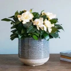 Gardenia Jasminoides -Deals Green4Ever Store pl2000031758 card4 lg