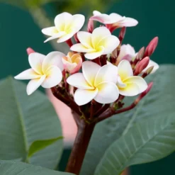 Plumeria Rubra Hawaiian Opal Pink ('Php2016') (PBR) -Deals Green4Ever Store pl2000031997 card2 lg