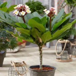 Plumeria Rubra Hawaiian Opal Pink ('Php2016') (PBR) -Deals Green4Ever Store pl2000031997 card5 lg