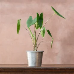 Alocasia Zebrina -Deals Green4Ever Store pl2000032005 card2 lg