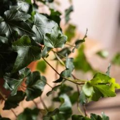 Deals Green4Ever Store -Deals Green4Ever Store pl2000032009 card2 lg