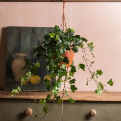 Hedera Helix 'Wonder' -Deals Green4Ever Store pl2000032009 card3 lg