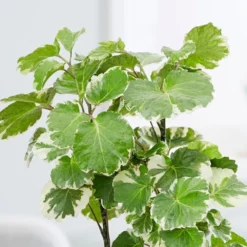 Polyscias Scutellaria 'Balfourii' -Deals Green4Ever Store pl2000032015 card3 lg