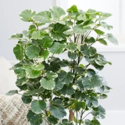 Polyscias Scutellaria 'Balfourii' -Deals Green4Ever Store pl2000032015 card4 lg