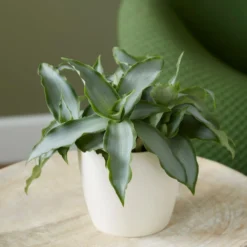 Murdannia Loriformis Bright Star ('Ppimur004') -Deals Green4Ever Store pl2000032030 card3 lg