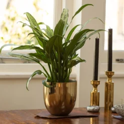 Aglaonema 'Cutlass' -Deals Green4Ever Store pl2000032037 card3 lg