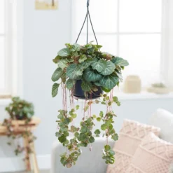 Saxifraga Stolonifera -Deals Green4Ever Store pl2000032041 card3 lg