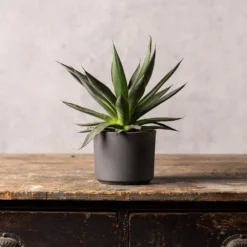 Agave 'Shaka Zulu' -Deals Green4Ever Store pl2000032043 card3 lg