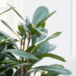 Ficus Cyathistipula -Deals Green4Ever Store pl2000032064 card2 lg