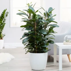 Ficus Cyathistipula -Deals Green4Ever Store pl2000032064 card3 lg