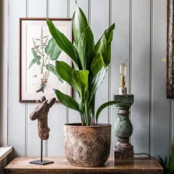 Aspidistra Elatior -Deals Green4Ever Store pl2000032065 card4 lg