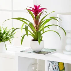Guzmania 'Voilà' -Deals Green4Ever Store pl2000032081 card3 lg