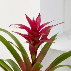 Guzmania 'Voilà' -Deals Green4Ever Store pl2000032081 card4 lg