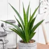 Sansevieria Kirkii 'Friends'