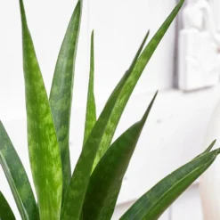 Sansevieria Kirkii 'Friends' 4 Sansevieria Kirkii 'Friends' -Deals Green4Ever Store pl2000032083 card2 lg