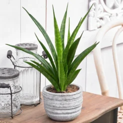 Sansevieria Kirkii 'Friends' 5 Sansevieria Kirkii 'Friends' -Deals Green4Ever Store pl2000032083 card3 lg