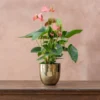 Anthurium Pink Champion ('Antinkeles') (PBR)