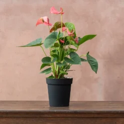 Anthurium Pink Champion ('Antinkeles') (PBR) -Deals Green4Ever Store pl2000032090 card2 lg